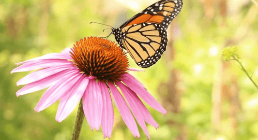 Come aumentare le difese immunitarie in vista dell'inverno con un integratore echinacea - Agocap Pharma & Beauty